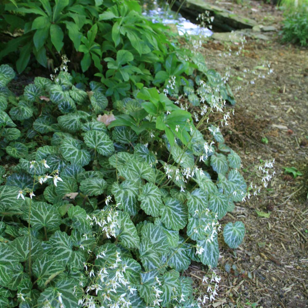strawberry begonia seeds Saxifraga stolonifera Strawberry Geranium for Sale