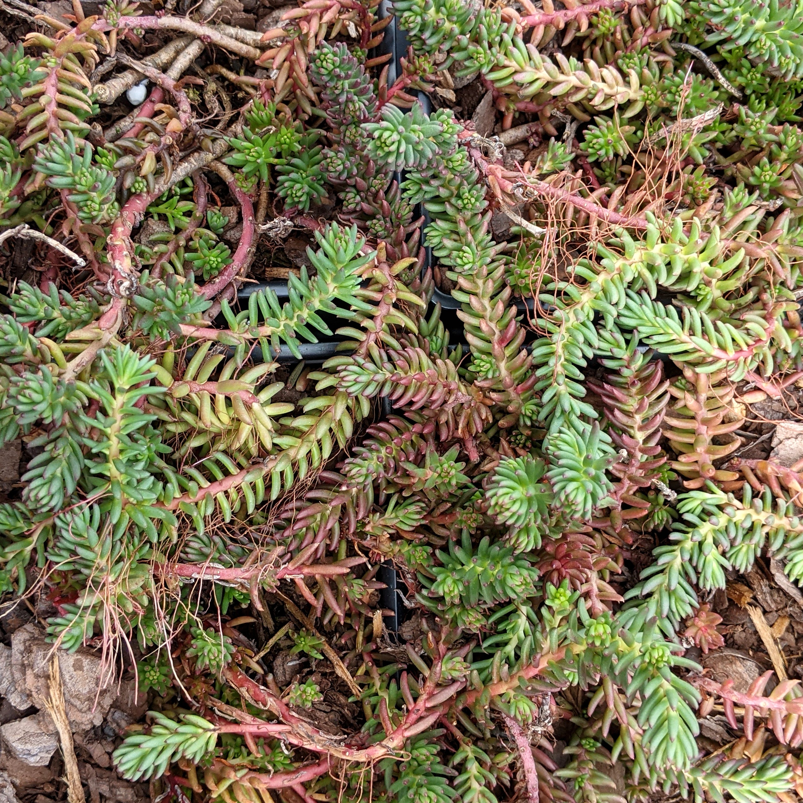 wiggly succulent Sedum ochroleucum 'Red Wiggle' Stonecrop