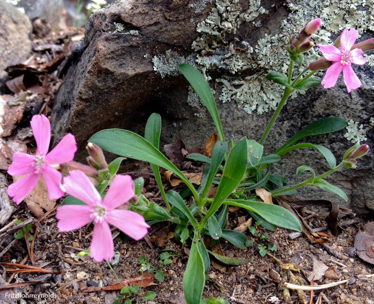Silene caroliniana Catchfly