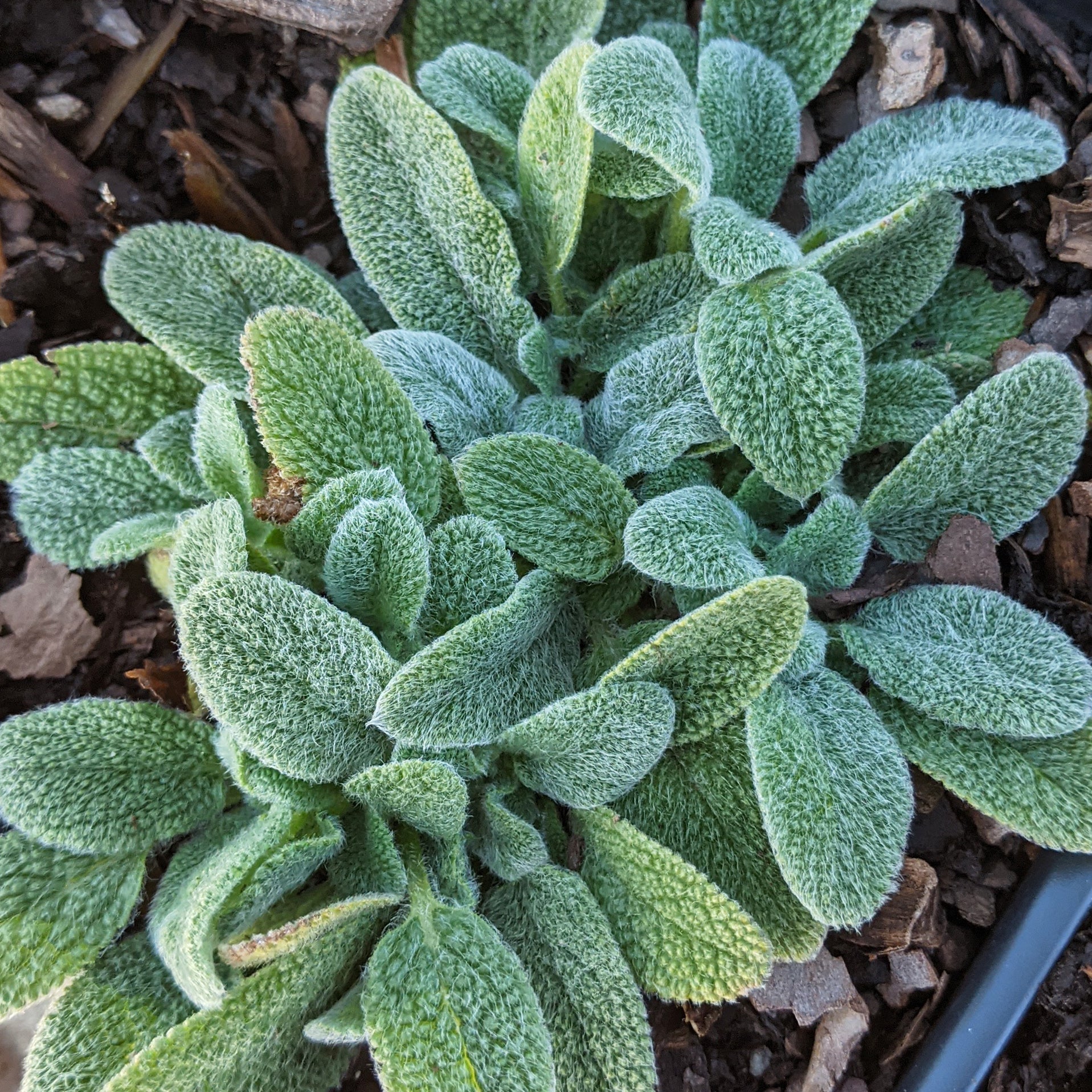 lambs ear plant seeds Stachys 'Little Lamb' Lamb's Ears