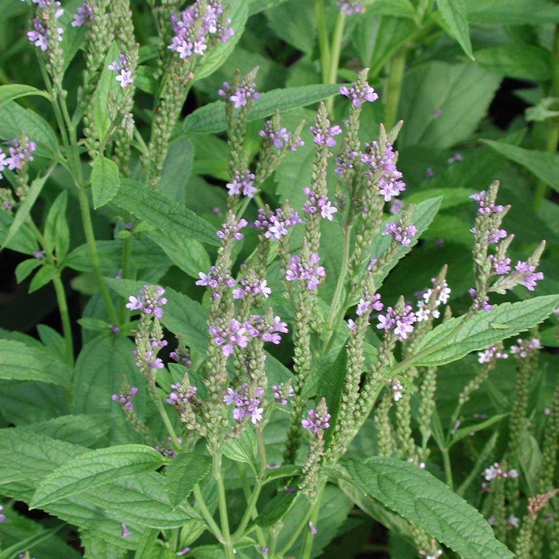 lavender verbena plant Verbena hastata American Vervain