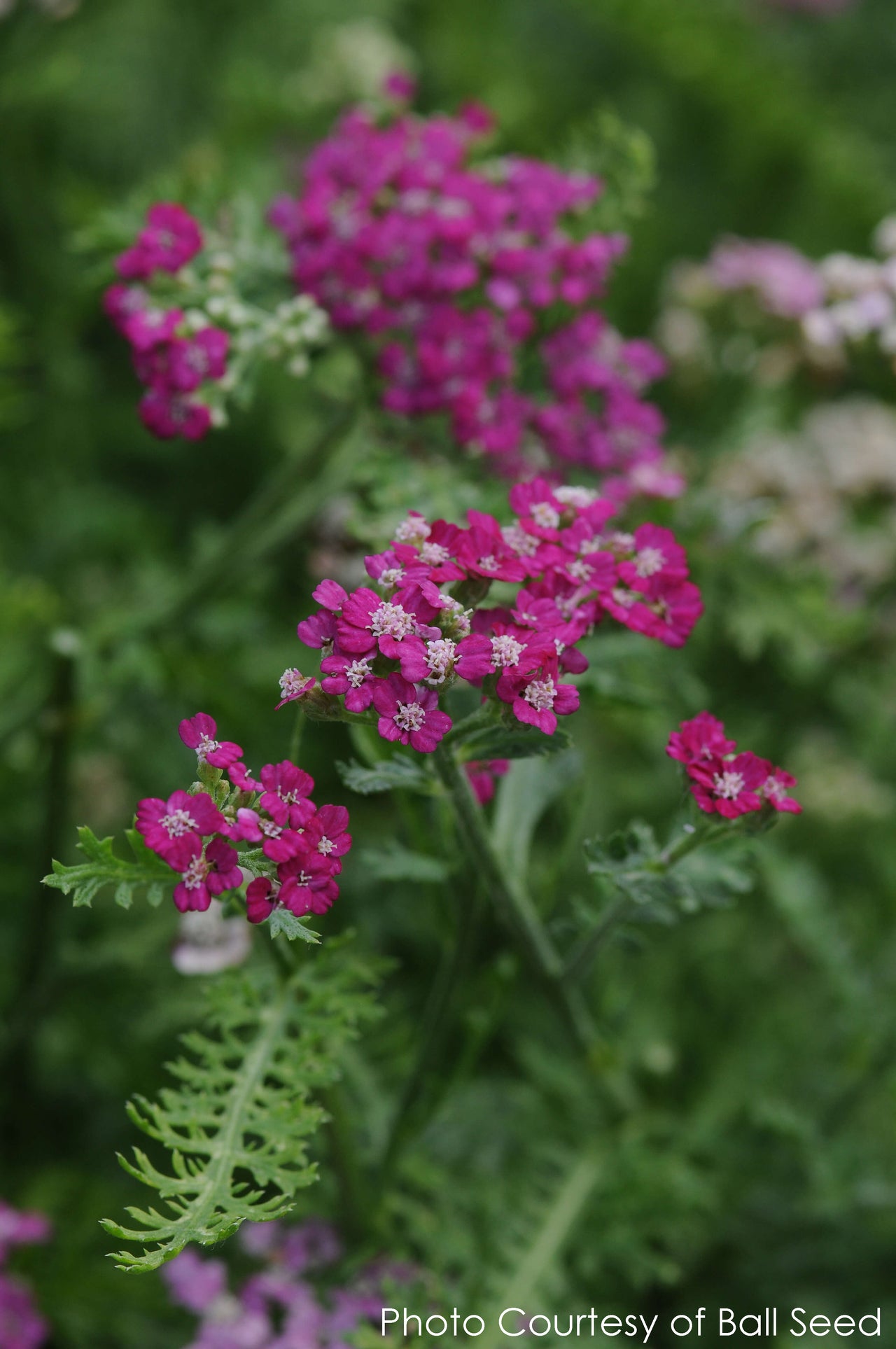 Achillea New Vintage Violet Yarrow
