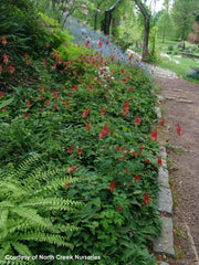 Aquilegia canadensis Native Columbine for sale
