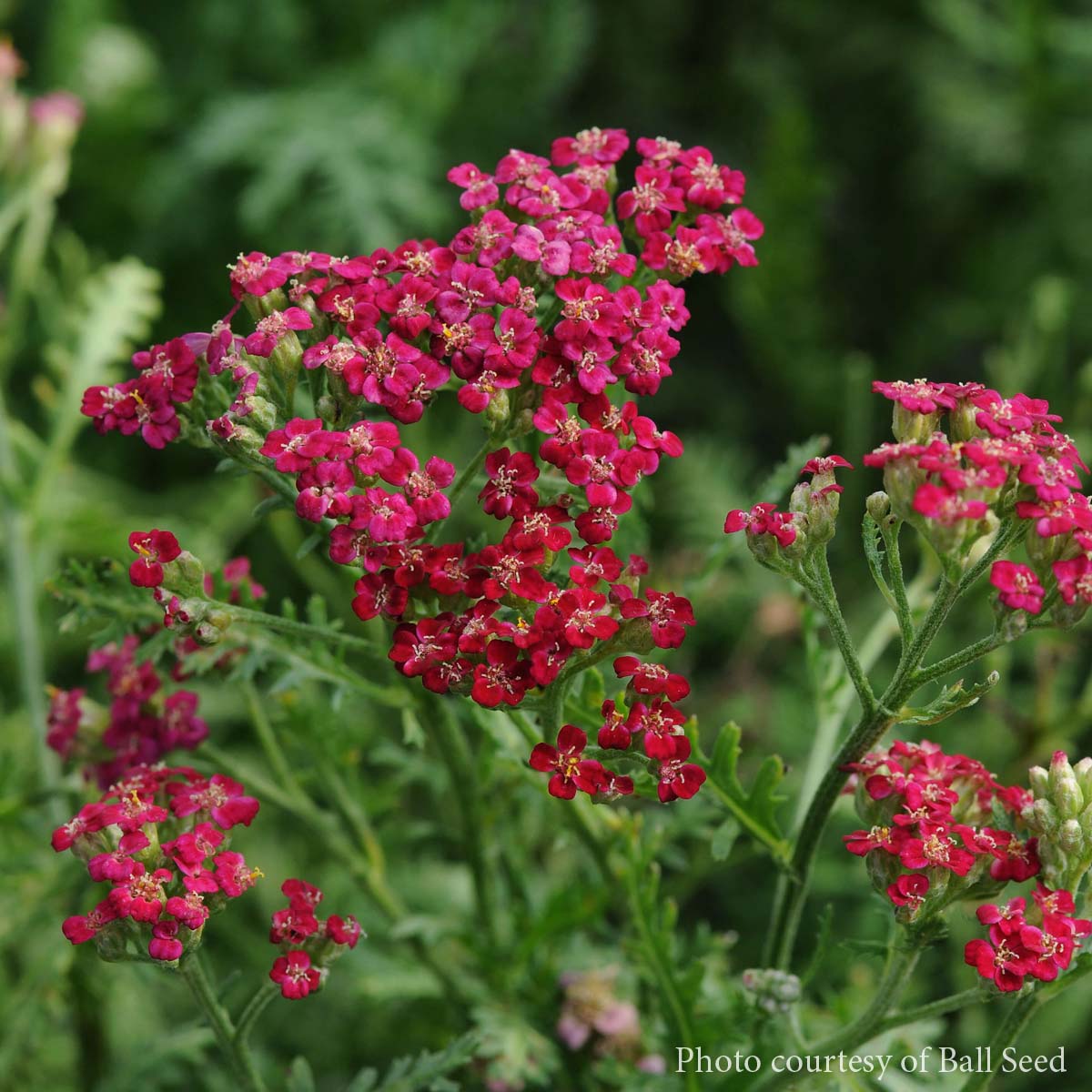 Achillea 'New Vintage Red' Yarrow