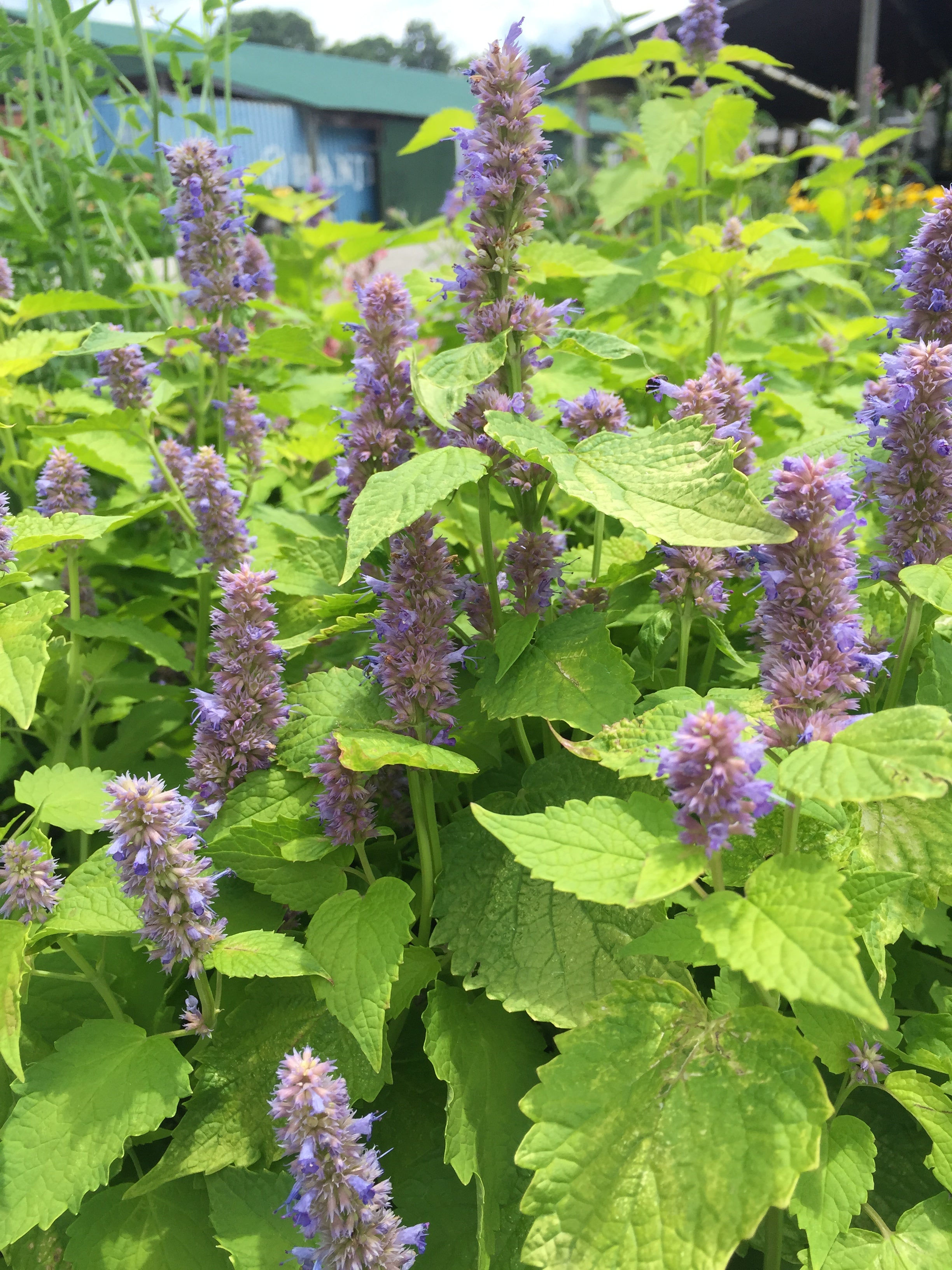 Agastache Jubilee Hyssop for | Rare Roots