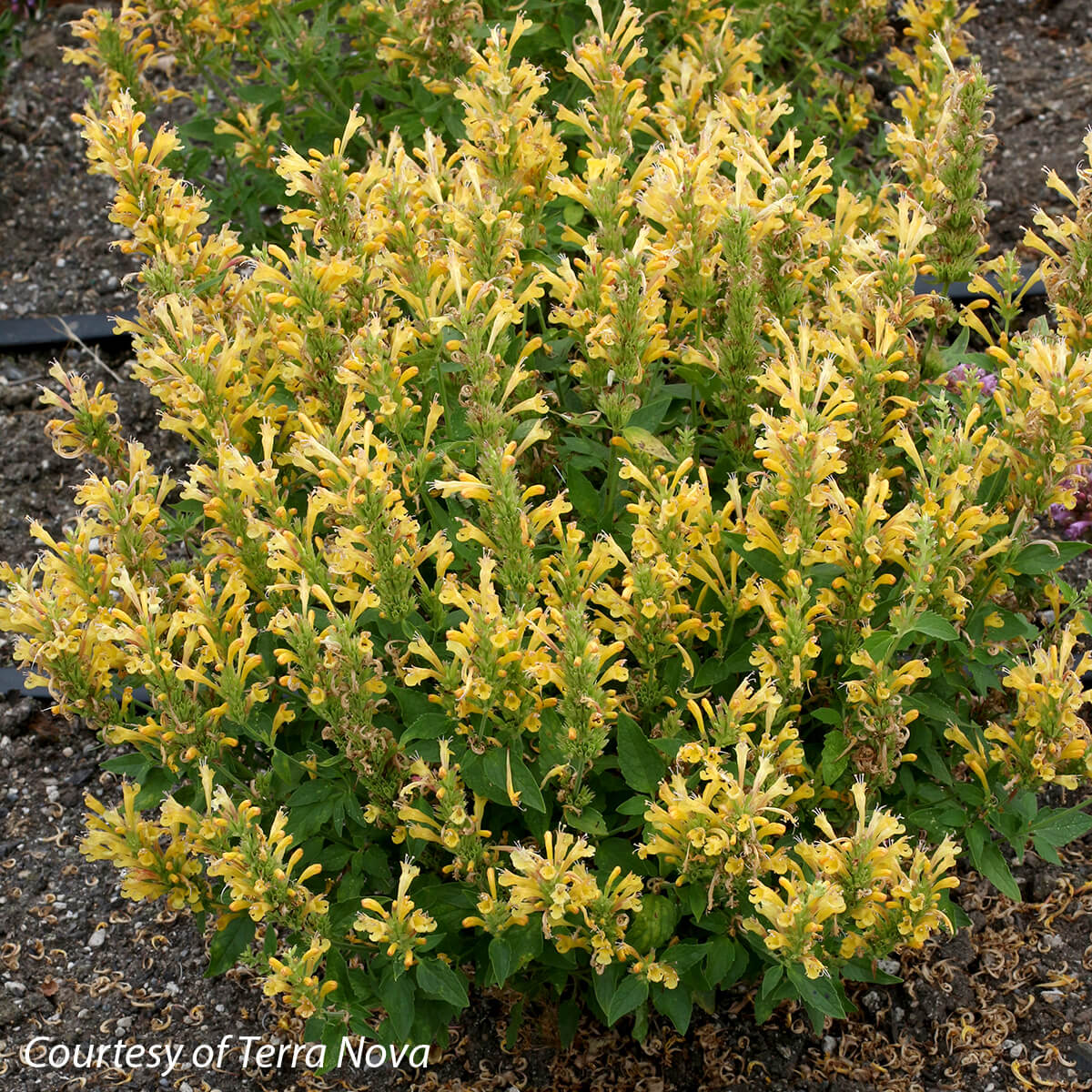 Agastache 'Poquito Butter Yellow' Hummingbird Mint