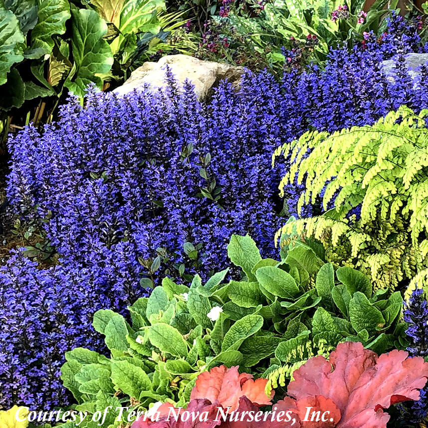 Ajuga reptans 'Blueberry Muffin' Bugleweed