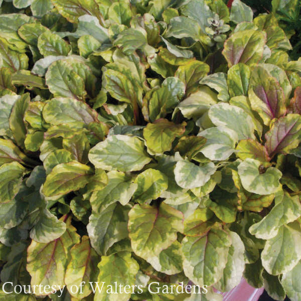 Ajuga reptans 'Golden Glow' Bugleweed