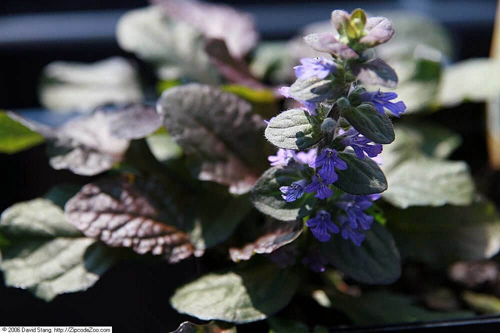 ajuga plant in pots Ajuga 'Bronze Beauty' Bugleweed