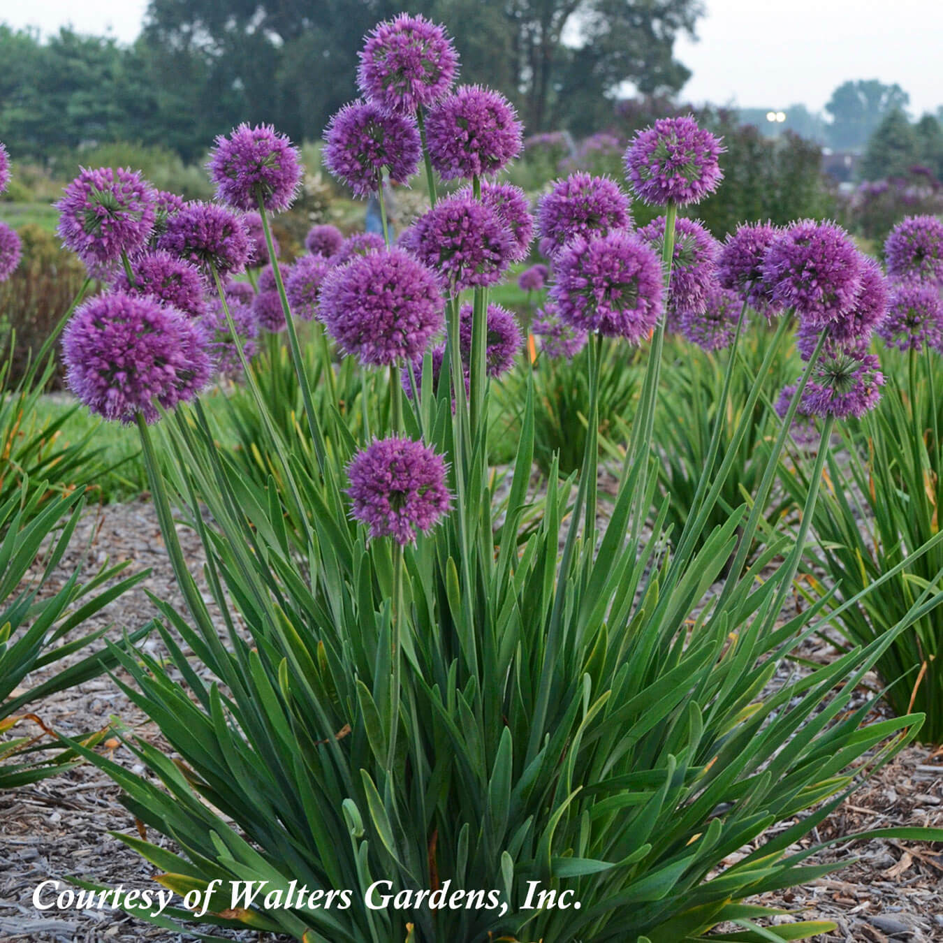 rare lavender plants Allium 'Lavender Bubbles' Ornamental Onion