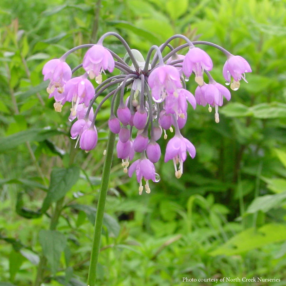 purple onion flower seeds Allium cernuum Nodding Onion for Sale