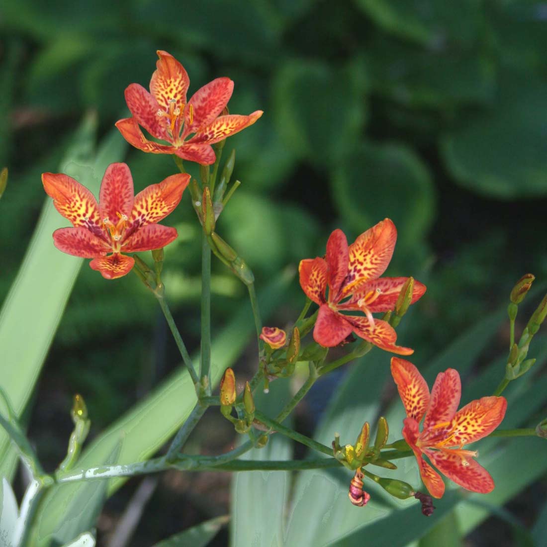 blackberry lily seeds planting Belamcanda chinensis Blackberry Lily