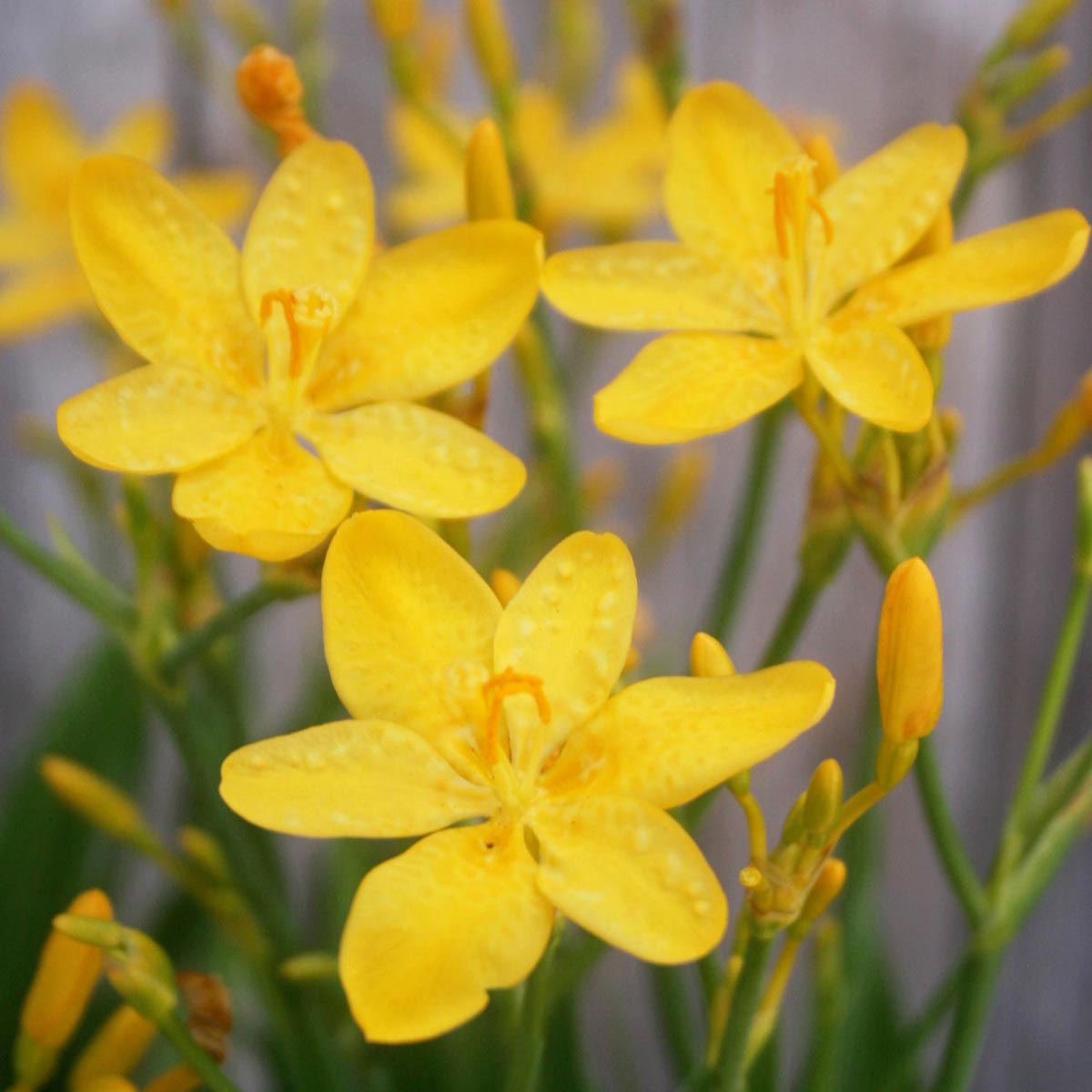 blackberry lily flower Belamcanda Hello Yellow Blackberry Lily for Sale