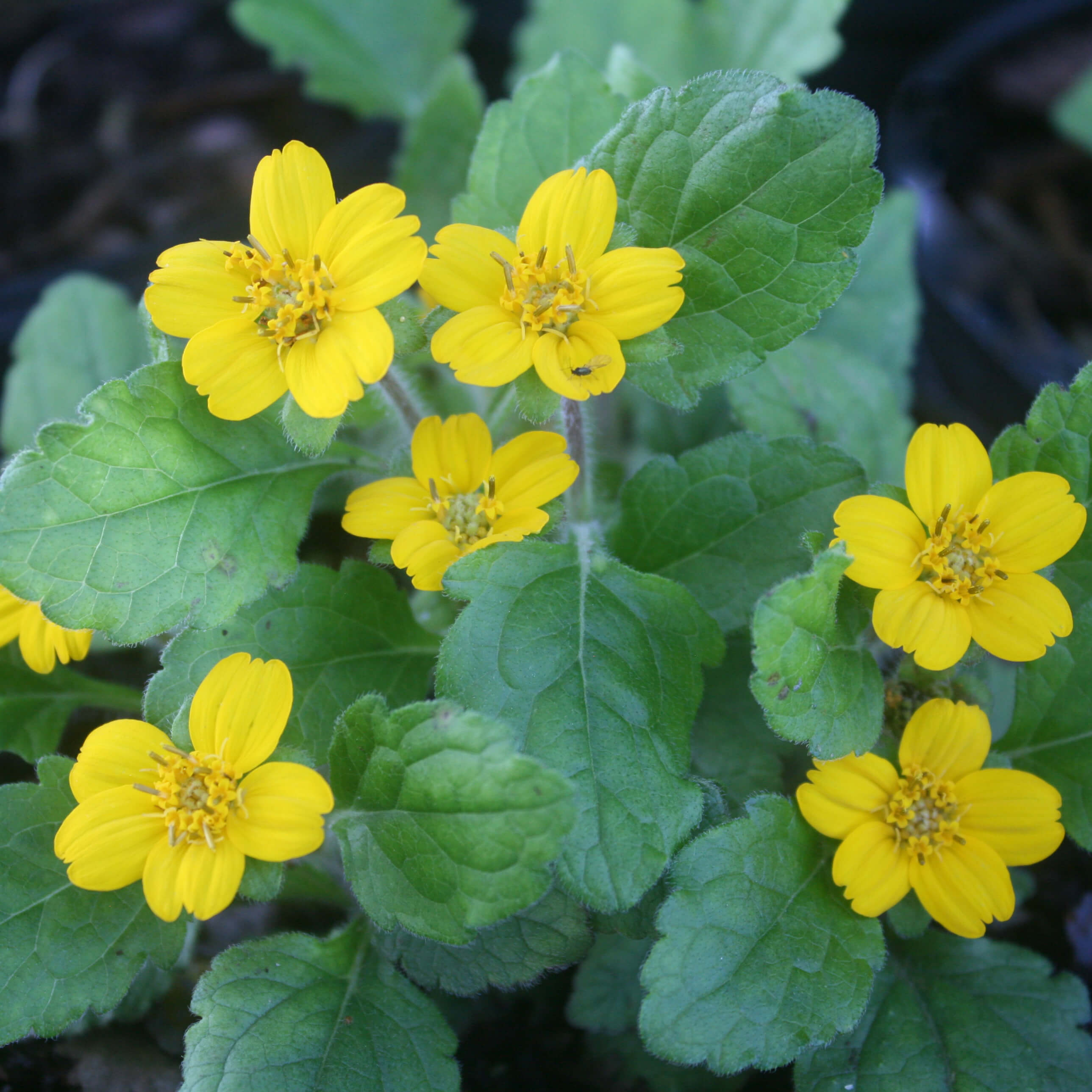 Chrysogonum Virginianum Green And Gold