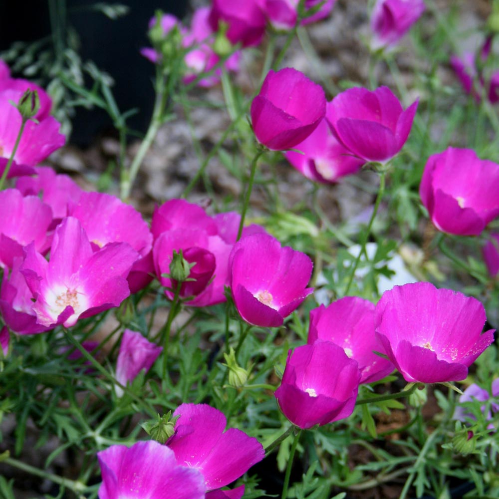 Callirhoe involucrata Wine Cups