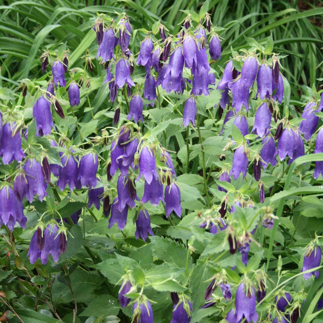 Campanula punctata Sarastro Bellflower Rare Roots