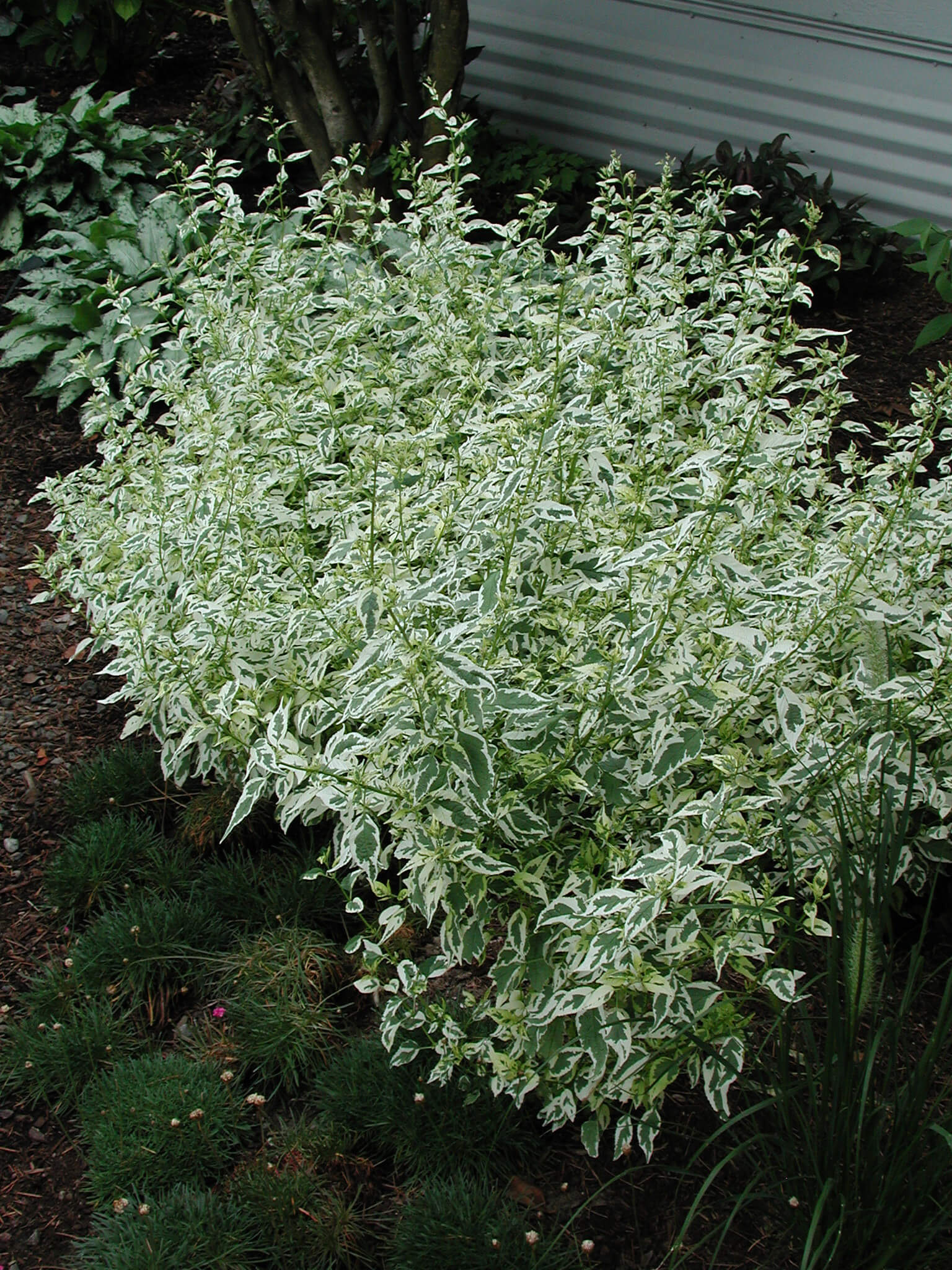 caryopteris plants Caryopteris 'Snow Fairy' Bluebeard