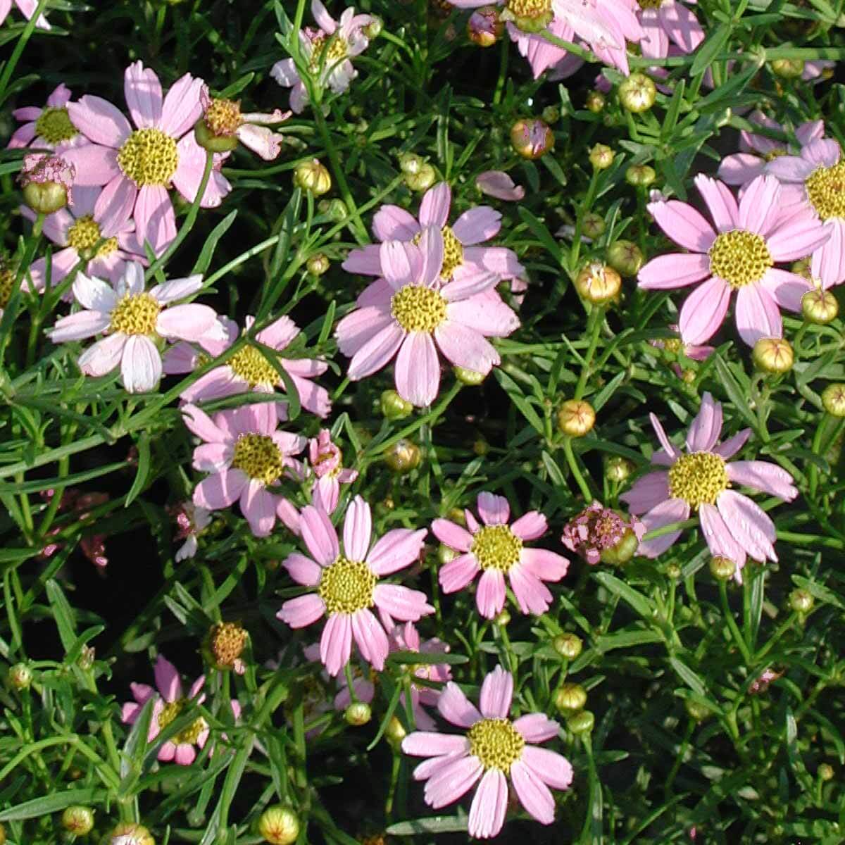 Coreopsis rosea 'American Dream' Threadleaf Tickseed