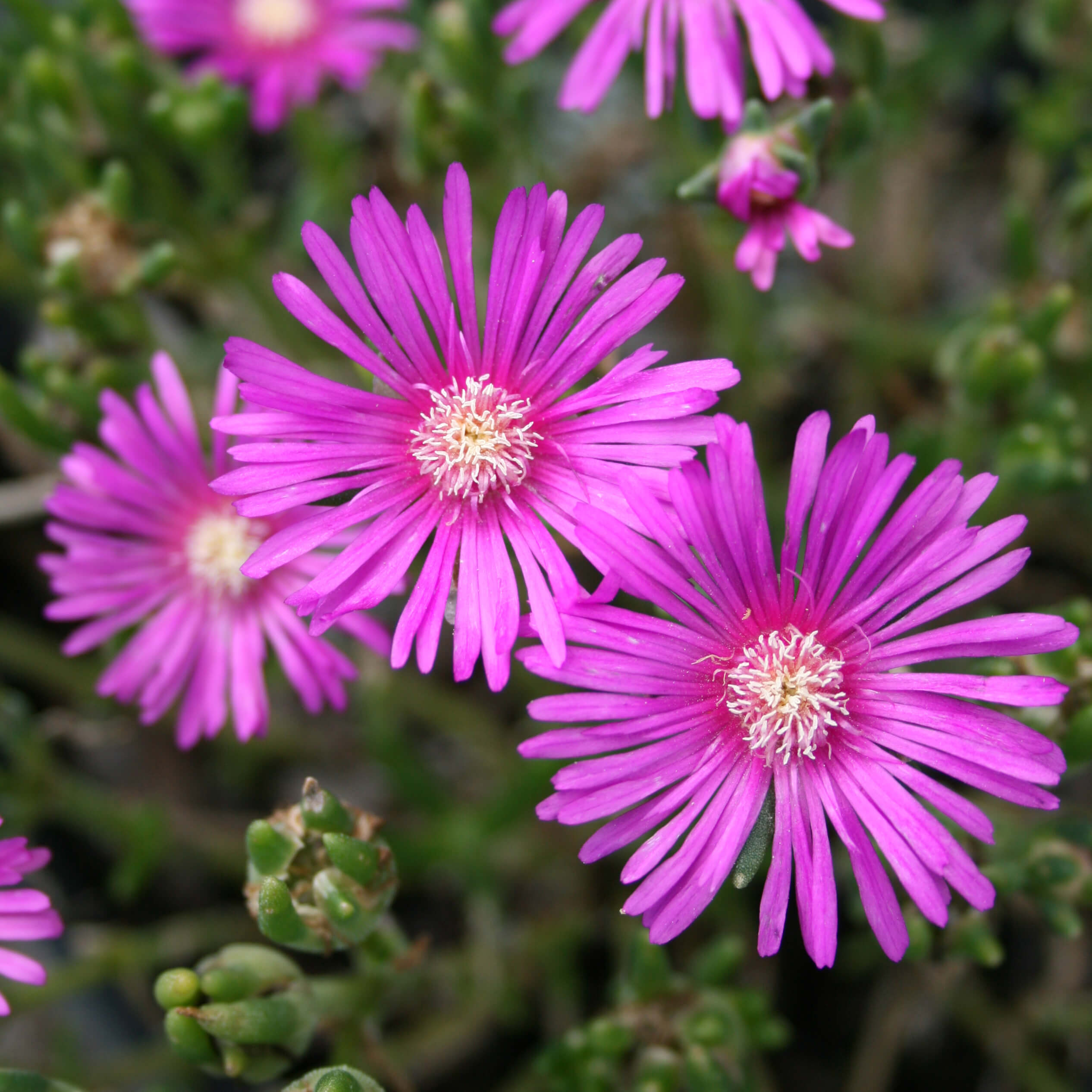 ice plant succulent Delosperma cooperi Ice Plant for sale