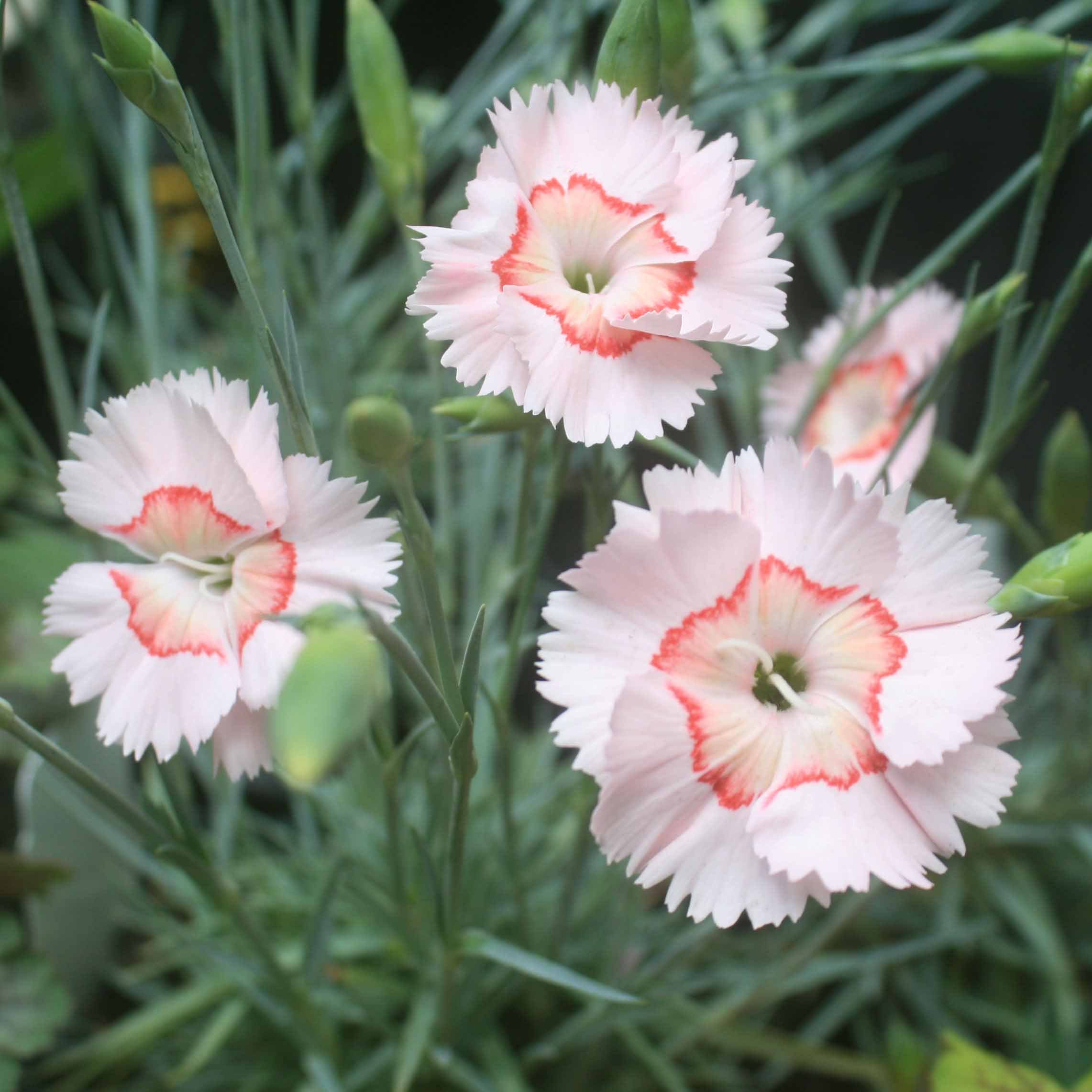 Dianthus Peach Pie' Pinks Rare Roots