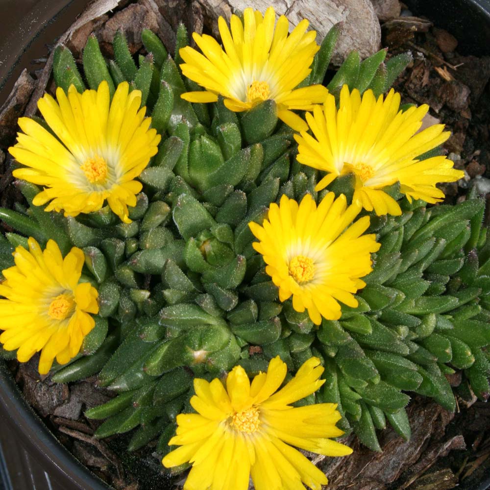 golden nugget succulent care Delosperma 'Gold Nugget' Ice Plant