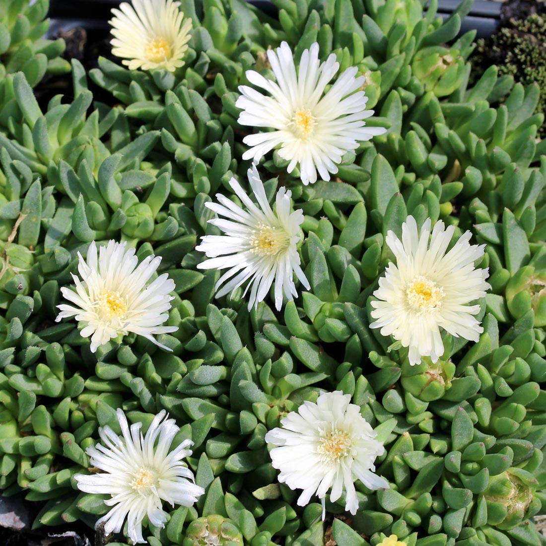 succulent with white flowers Delosperma congestum f. album 'White Nugget' Ice Plant