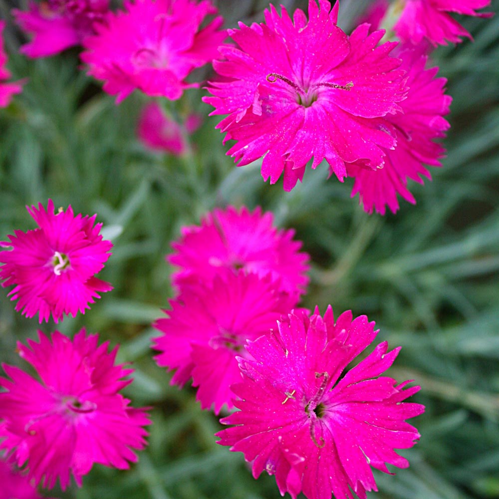 Dianthus 'Neon Star' Pinks