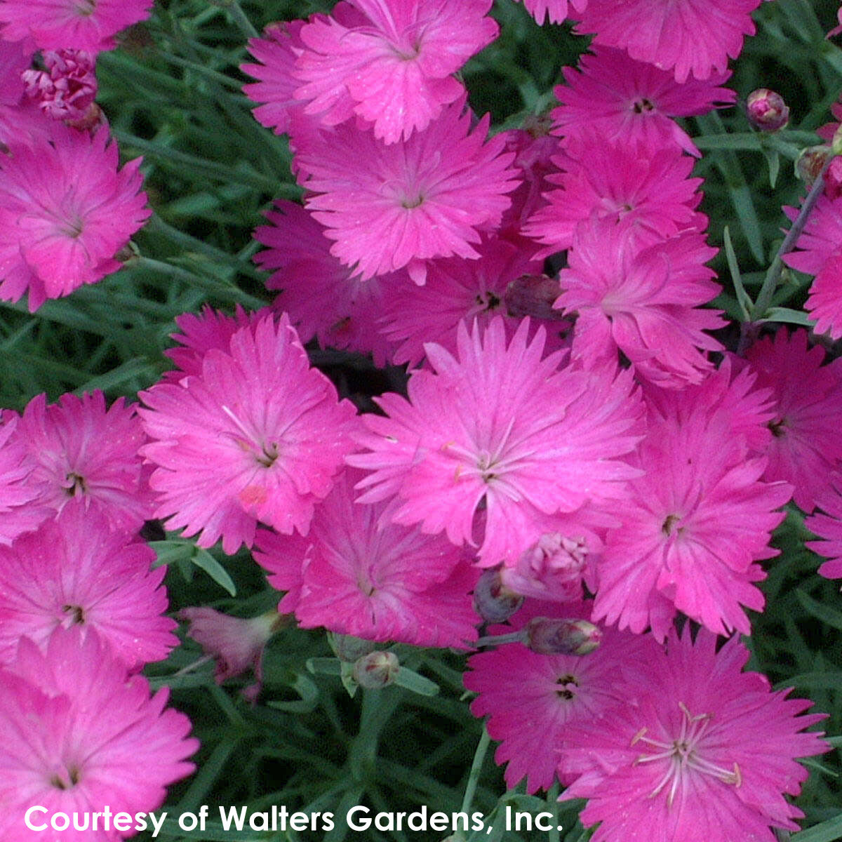 Dianthus gratianopolitanus Firewitch Cheddar Pinks