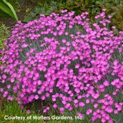 Dianthus gratianopolitanus Firewitch Cheddar Pinks