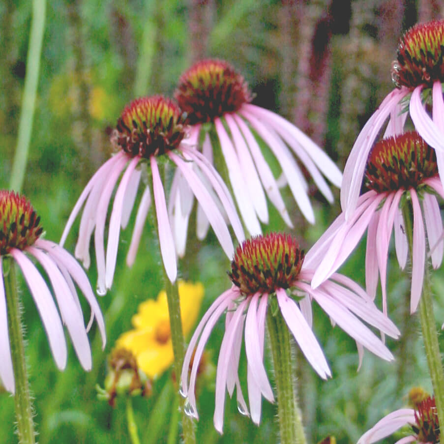 Echinacea pallida 'Hula Dancer' Coneflower