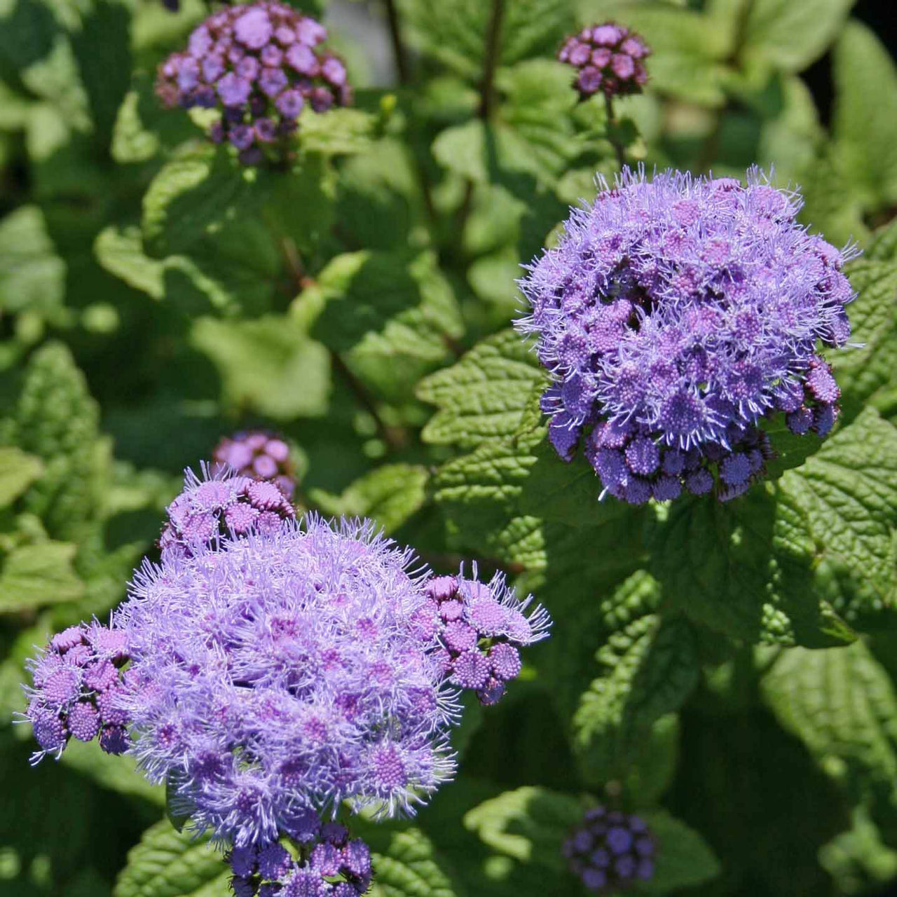 Eupatorium (Conoclinum) coelestinum 'Cori' Hardy Ageratum