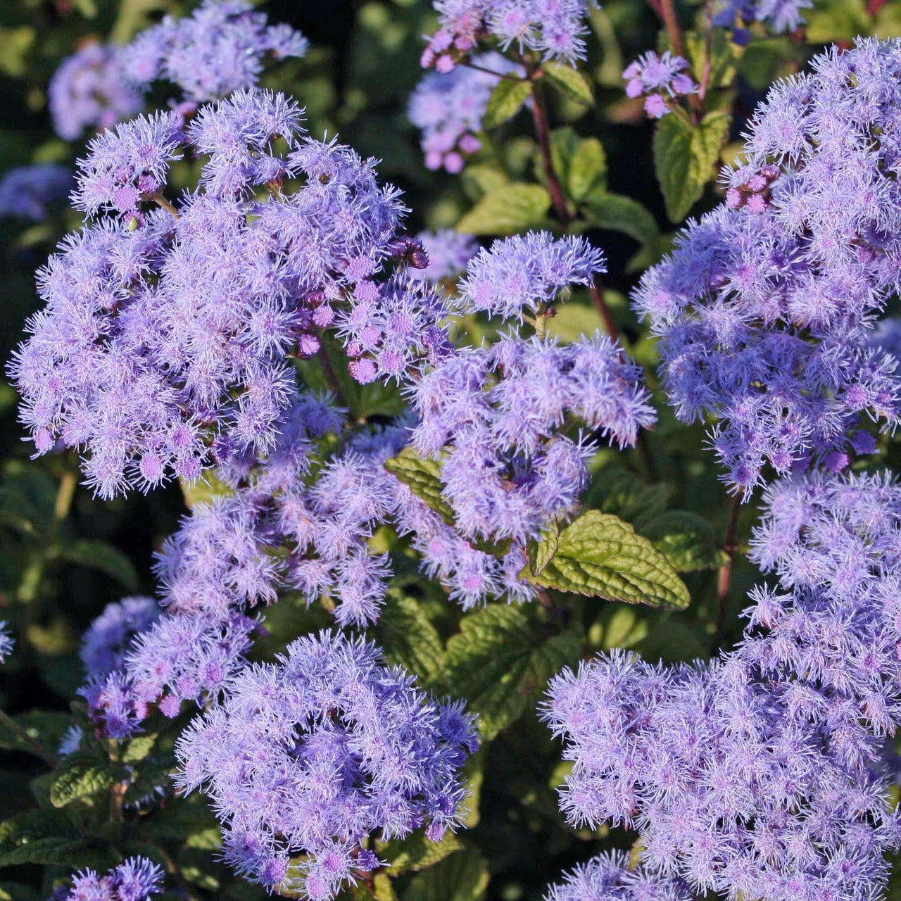 Eupatorium coelestinum Cori Hardy Ageratum for sale