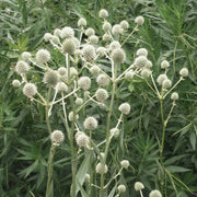 Eryngium yuccifolium Rattlesnake Master