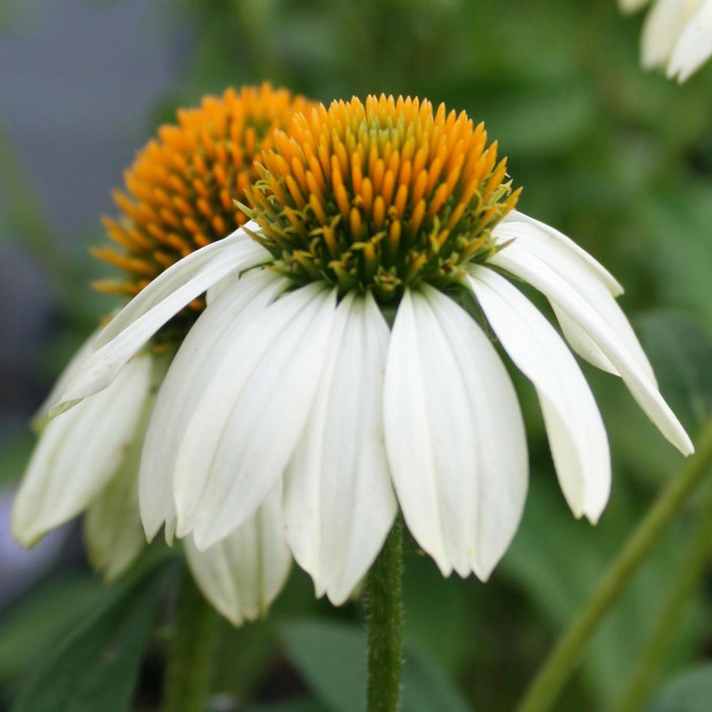 white swan echinacea seeds Echinacea purpurea PowWow White Coneflower for sale