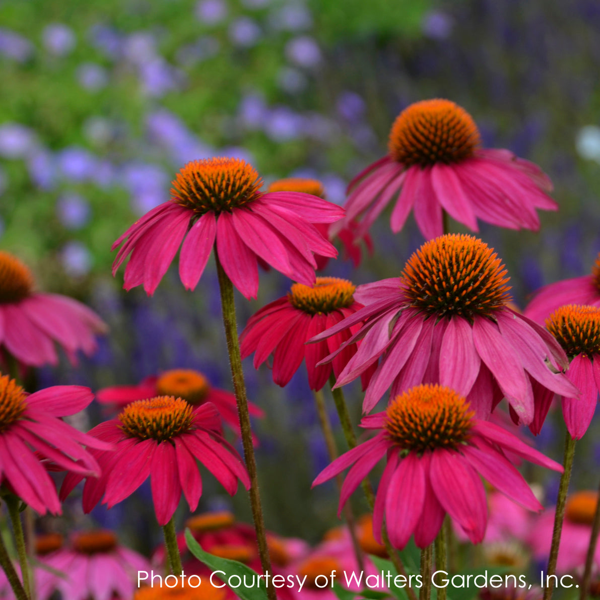 Echinacea purpurea PowWow Wild Berries Coneflower