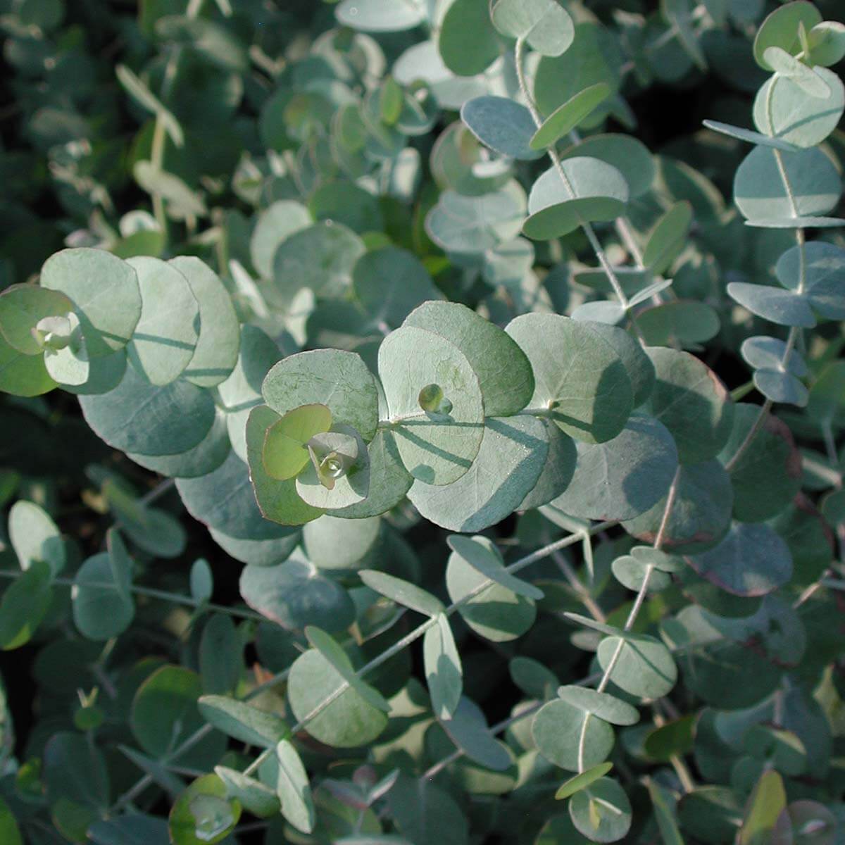 silver dollar eucalyptus indoor plant Eucalyptus cinerea Silver Dollar Tree