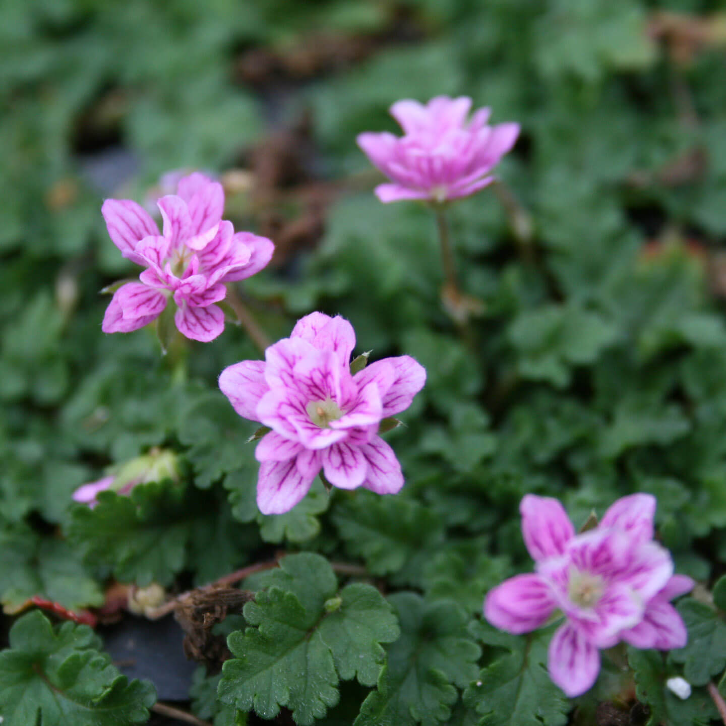alpine geranium seeds Erodium reichardii 'Flore Pleno' Alpine Geranium