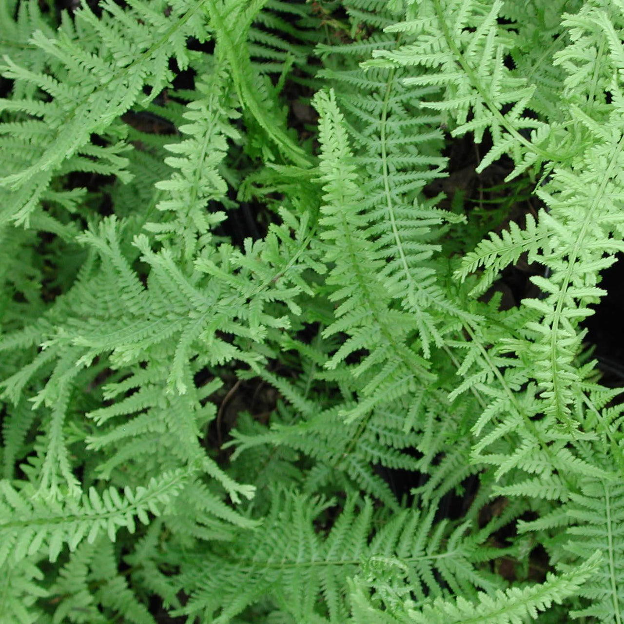 Fern Queen of Green Athyrium filix-femina 'Victoriae'