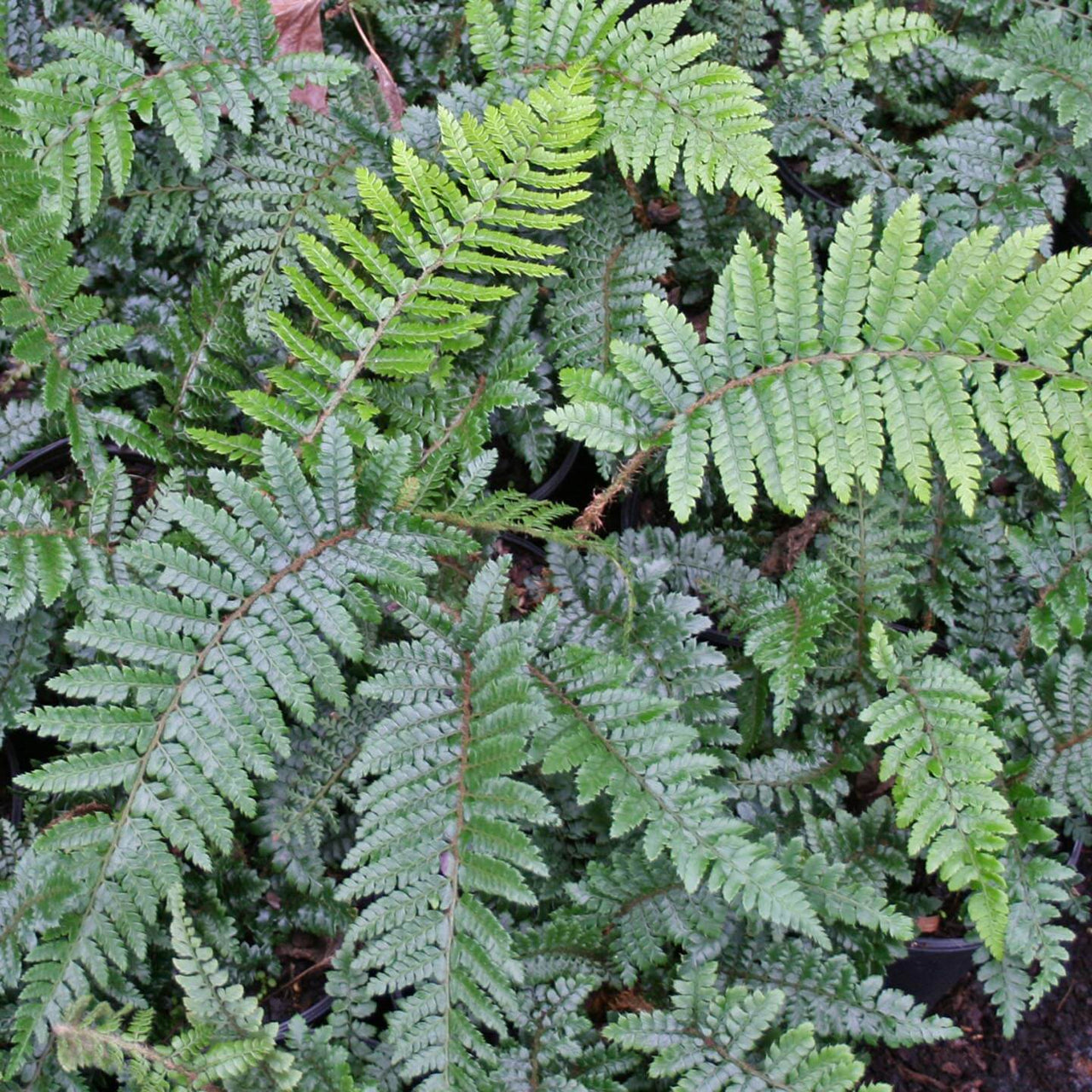 Fern Tassel Polystichum polyblepharum
