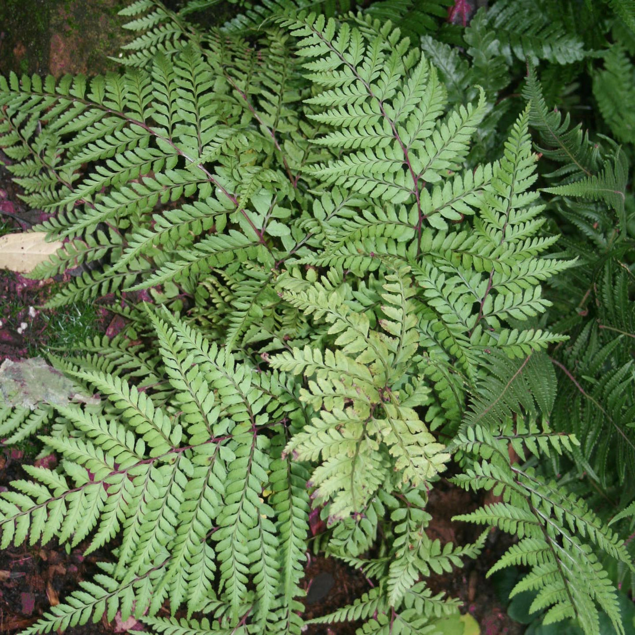 Fern Eared Lady Athyrium otophorum 'Okanum'