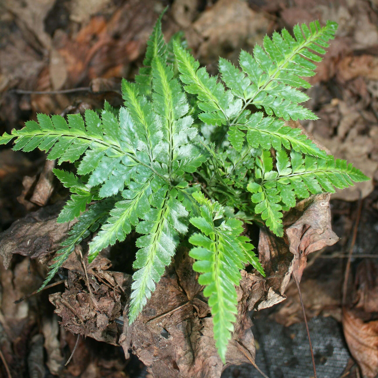 Fern Variegated Holly Arachniodes simplicior 'Variegata'
