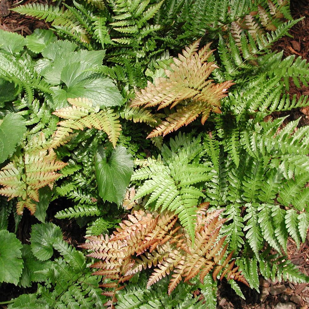 Fern 'Brilliance' Autumn