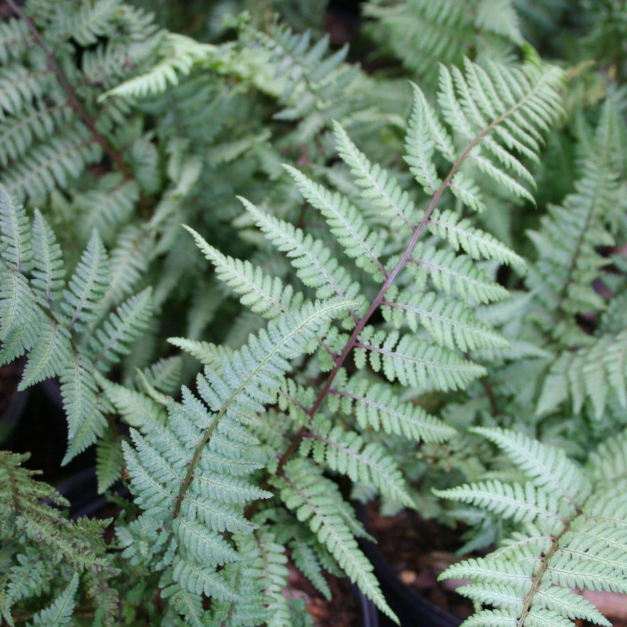 Fern Ghost Athyrium nipponicum 'Ghost'