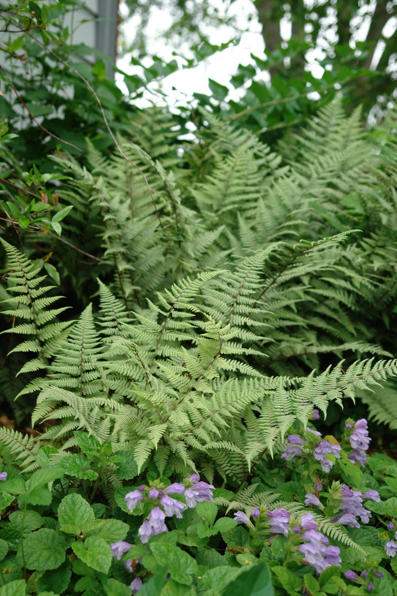 Fern Ghost Athyrium nipponicum 'Ghost'