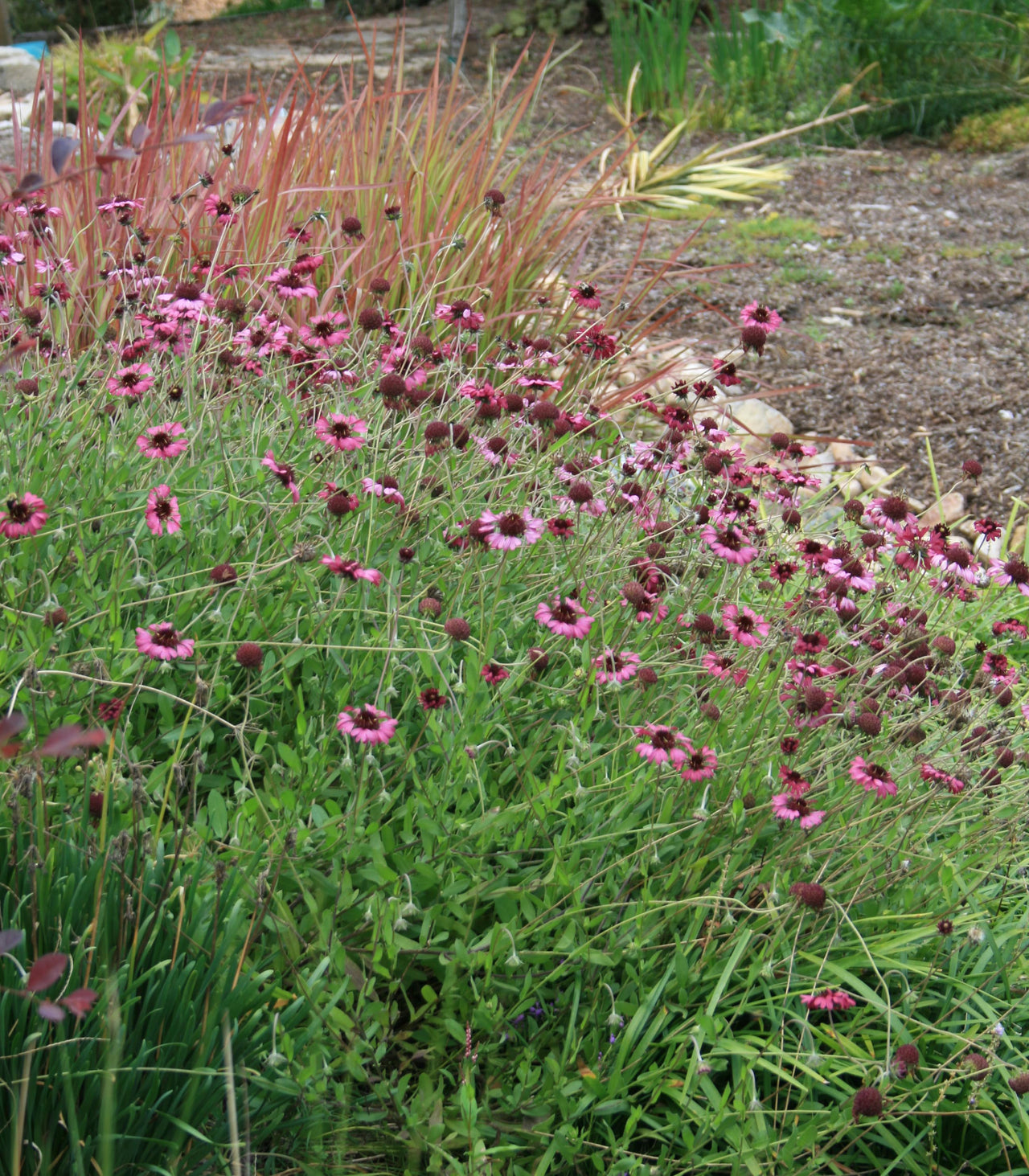 Gaillardia 'Grape Sensation' Blanket Flower