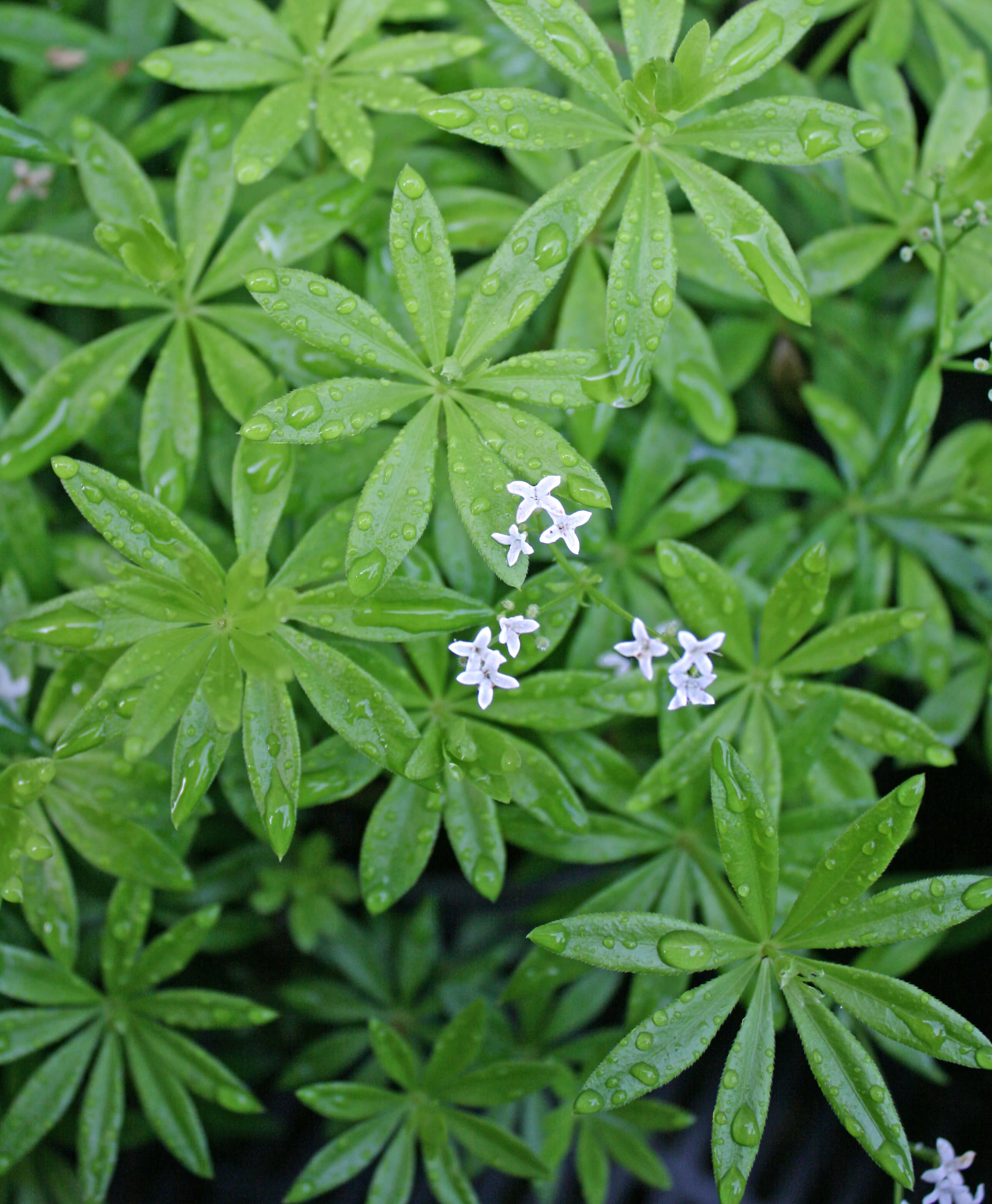 planting sweet woodruff seeds Galium odoratum Sweet Woodruff for sale