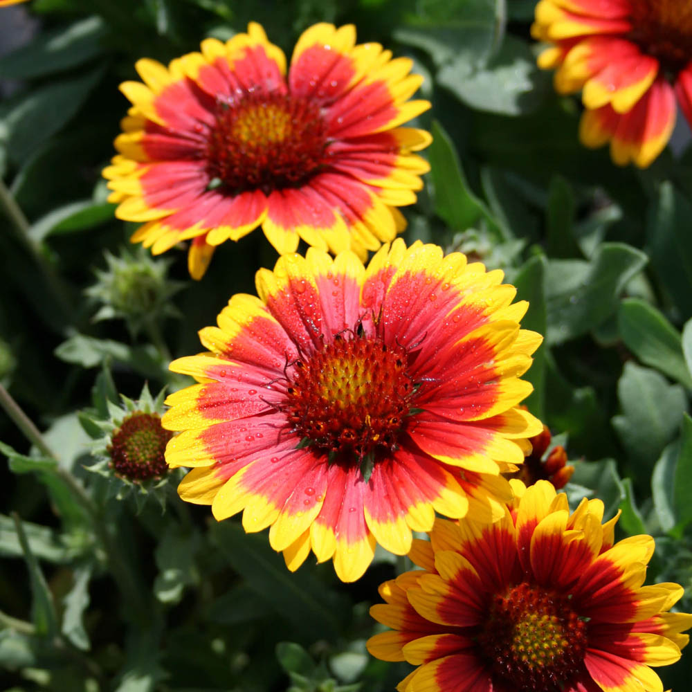 Gaillardia 'Arizona Sun' Blanket Flower