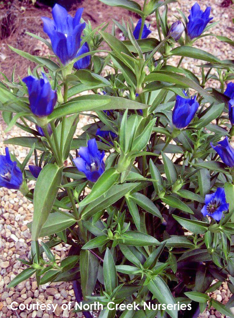 Gentiana x True Blue Bottle Gentian for sale