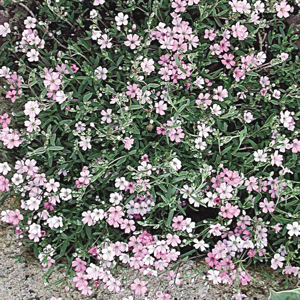 Creeping Babys Breath Pink