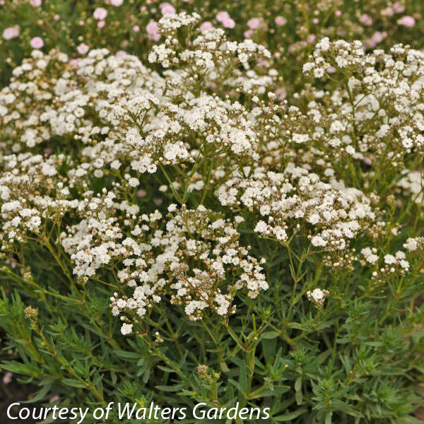 Gypsophila Festival Star Baby's Breath | Rare Roots